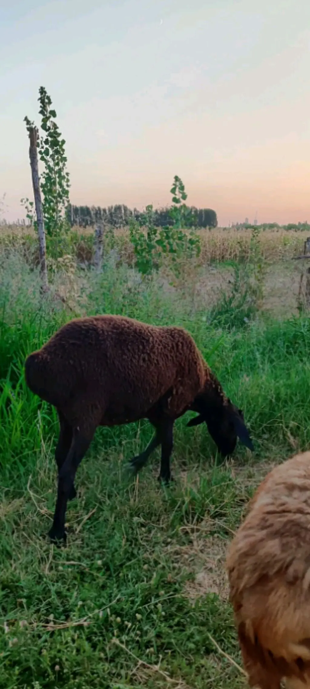 Qoyunlar — Heyvanlar, Quşlar, Balıqlar, Bakı