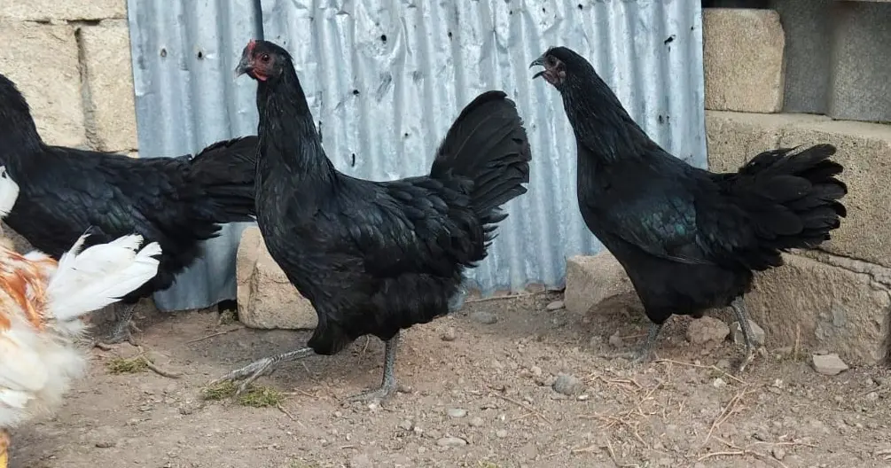 TOYUQ — Heyvanlar, Quşlar, Balıqlar, Bakı