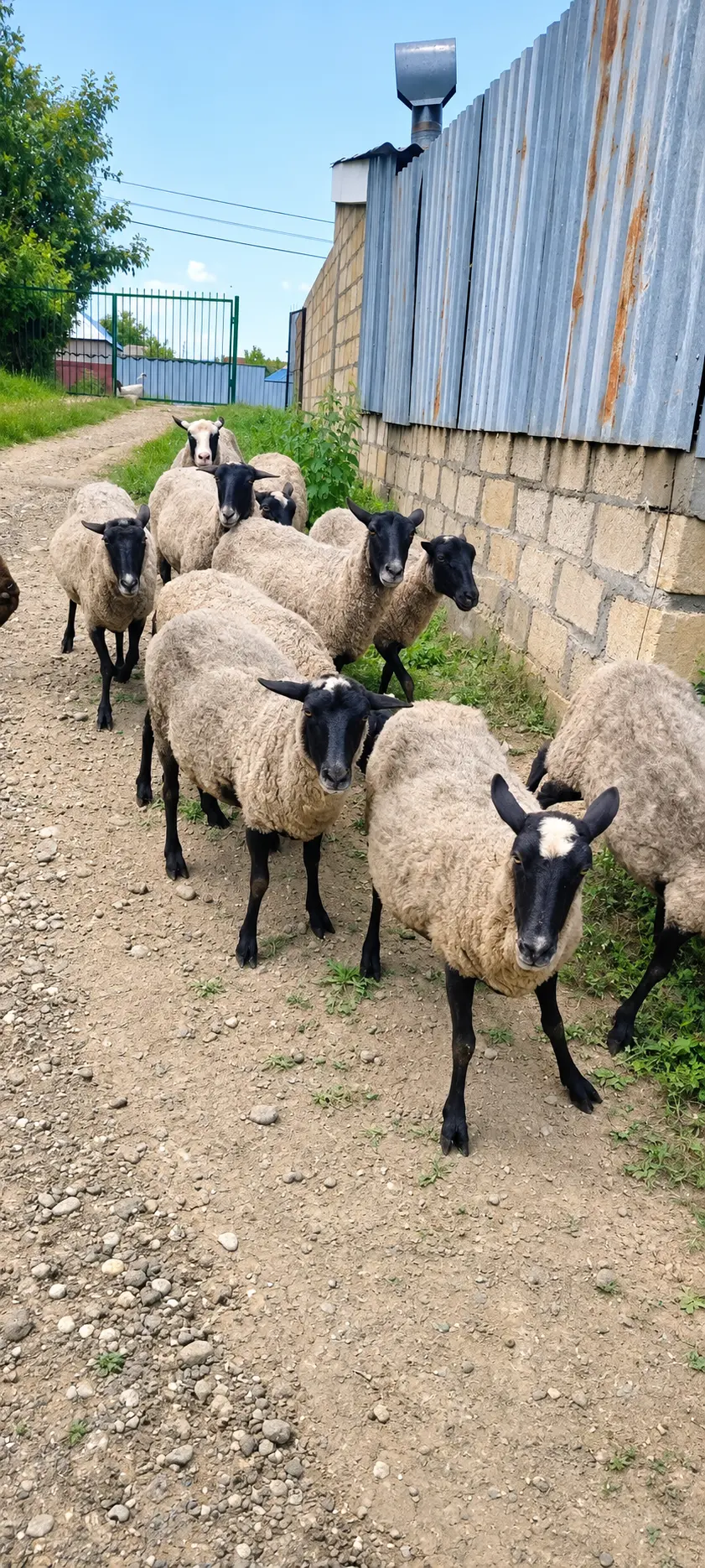 Qoyunlar — Heyvanlar, Quşlar, Balıqlar, Qusar
