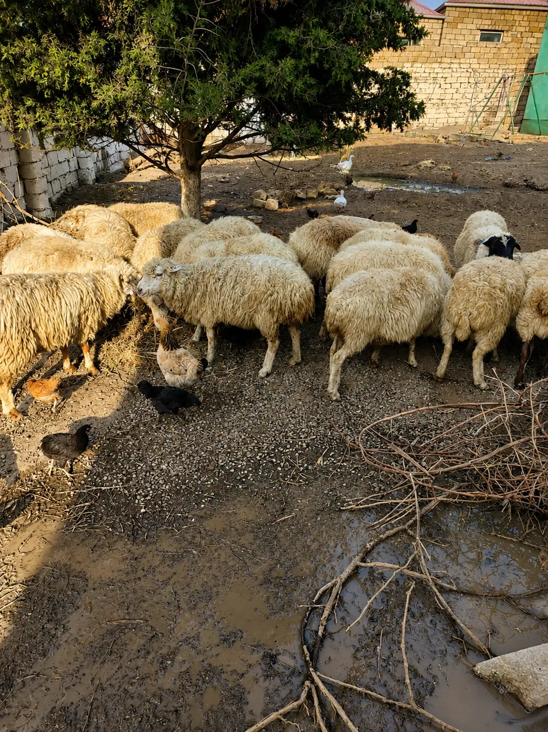 Qoyunlar — Heyvanlar, Quşlar, Balıqlar, Bakı