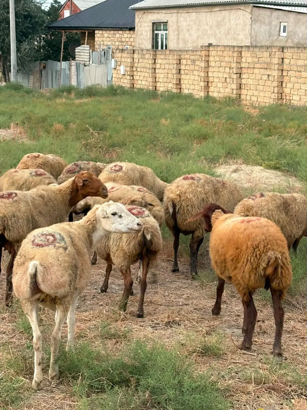 Qoyunlar — Heyvanlar, Quşlar, Balıqlar, Xırdalan