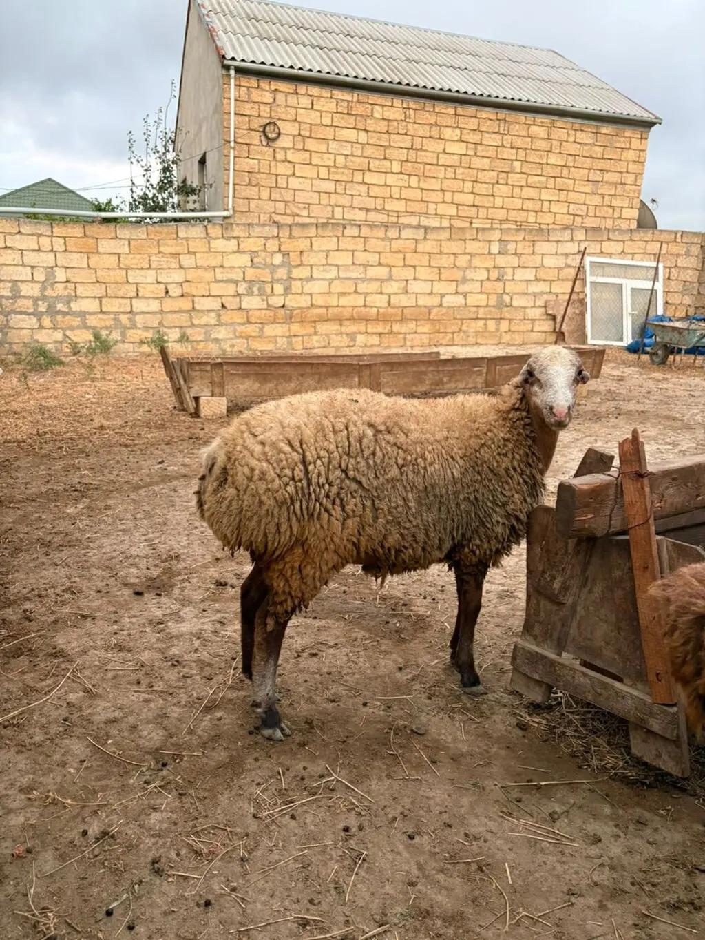 Qoyunlar — Heyvanlar, Quşlar, Balıqlar, Xırdalan