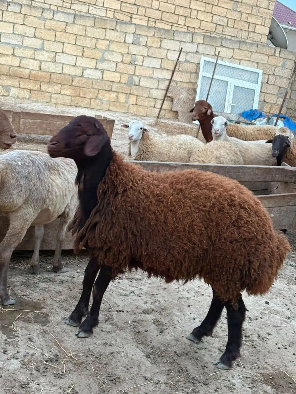 Qoyunlar — Heyvanlar, Quşlar, Balıqlar, Xırdalan