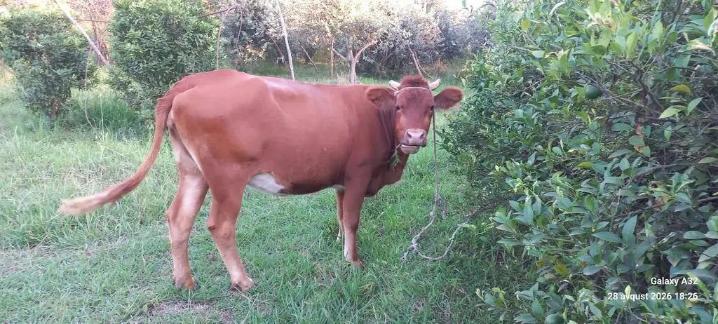 İnək — Heyvanlar, Quşlar, Balıqlar, Lənkəran