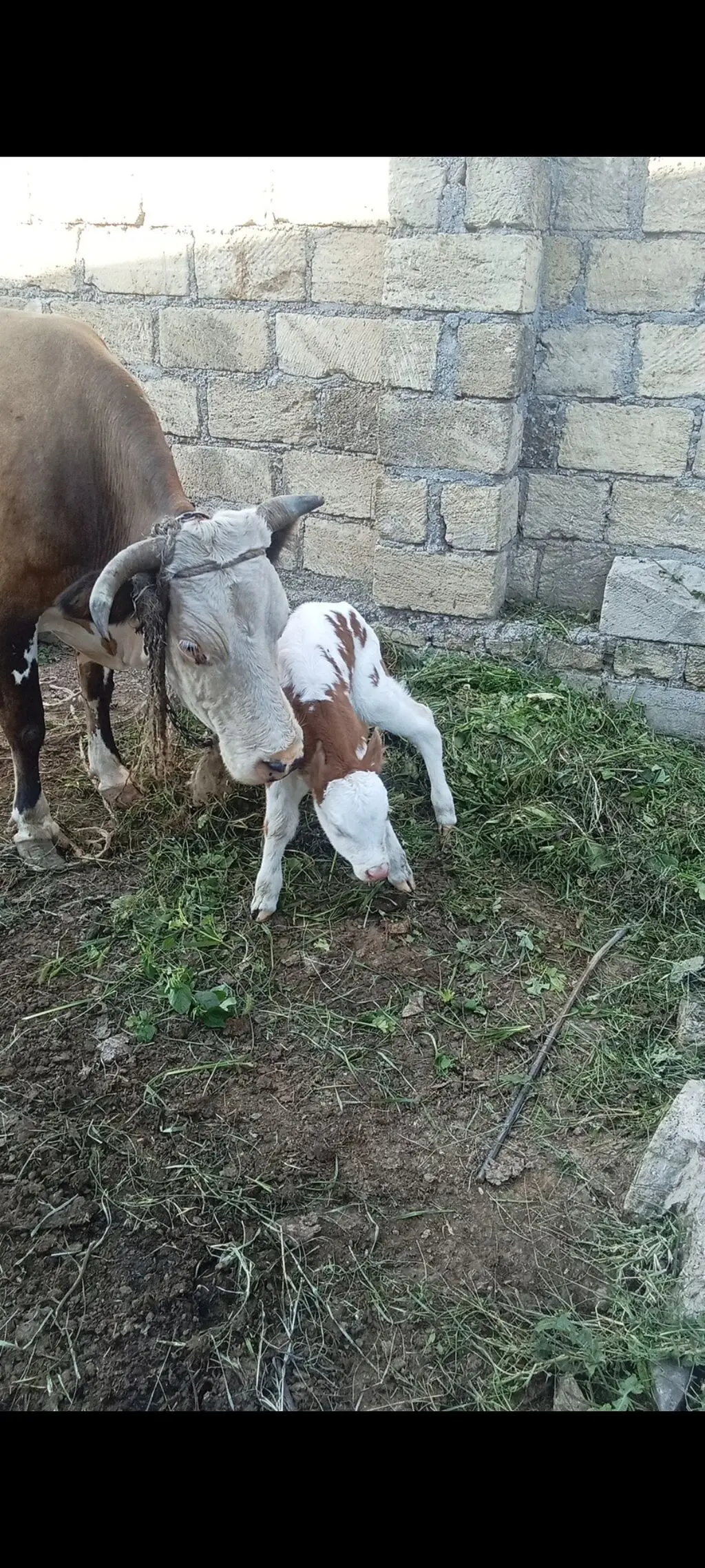 Balalı inək — Heyvanlar, Quşlar, Balıqlar, Bakı