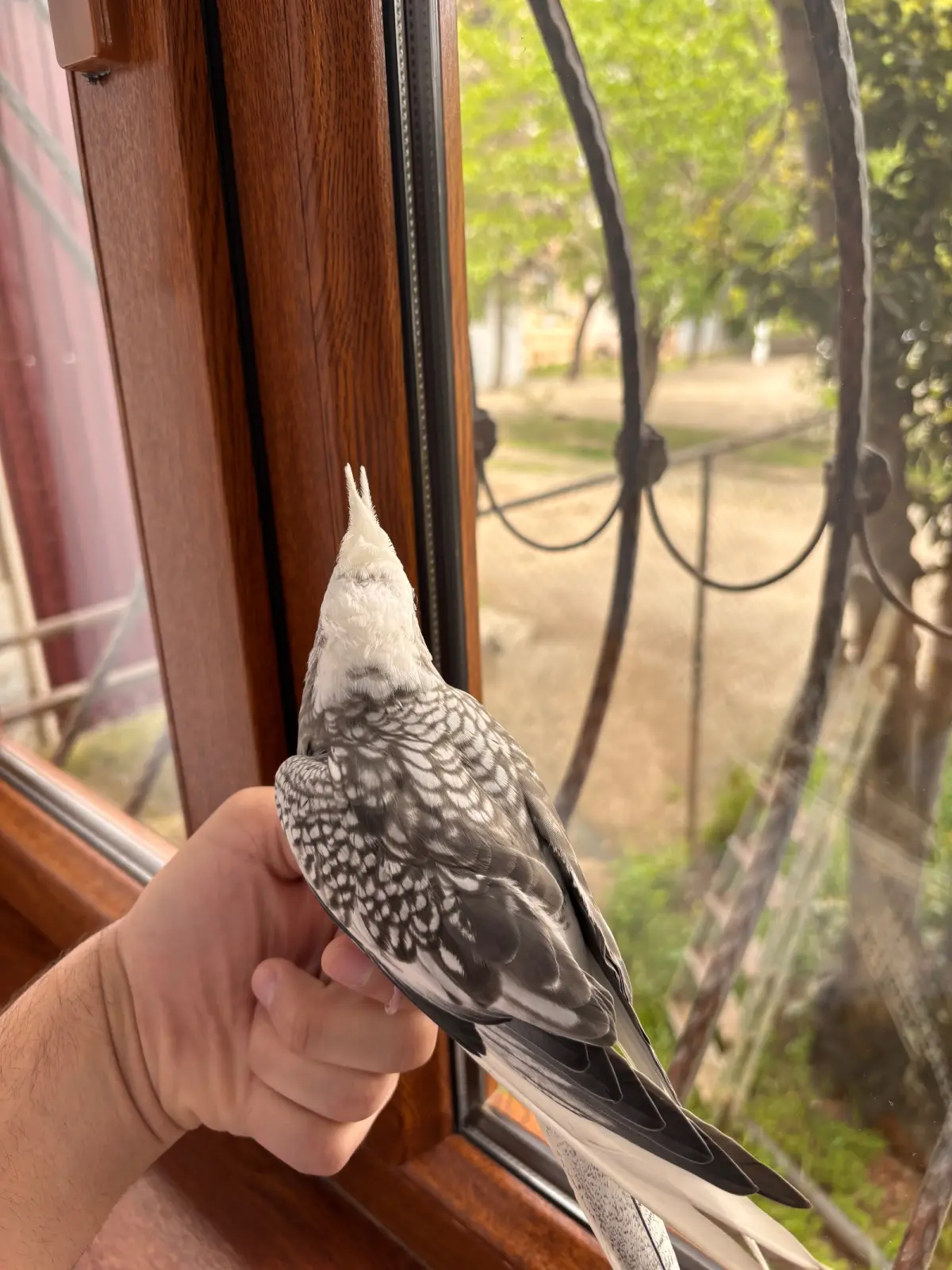 QUŞ — Heyvanlar, Quşlar, Balıqlar, Gəncə