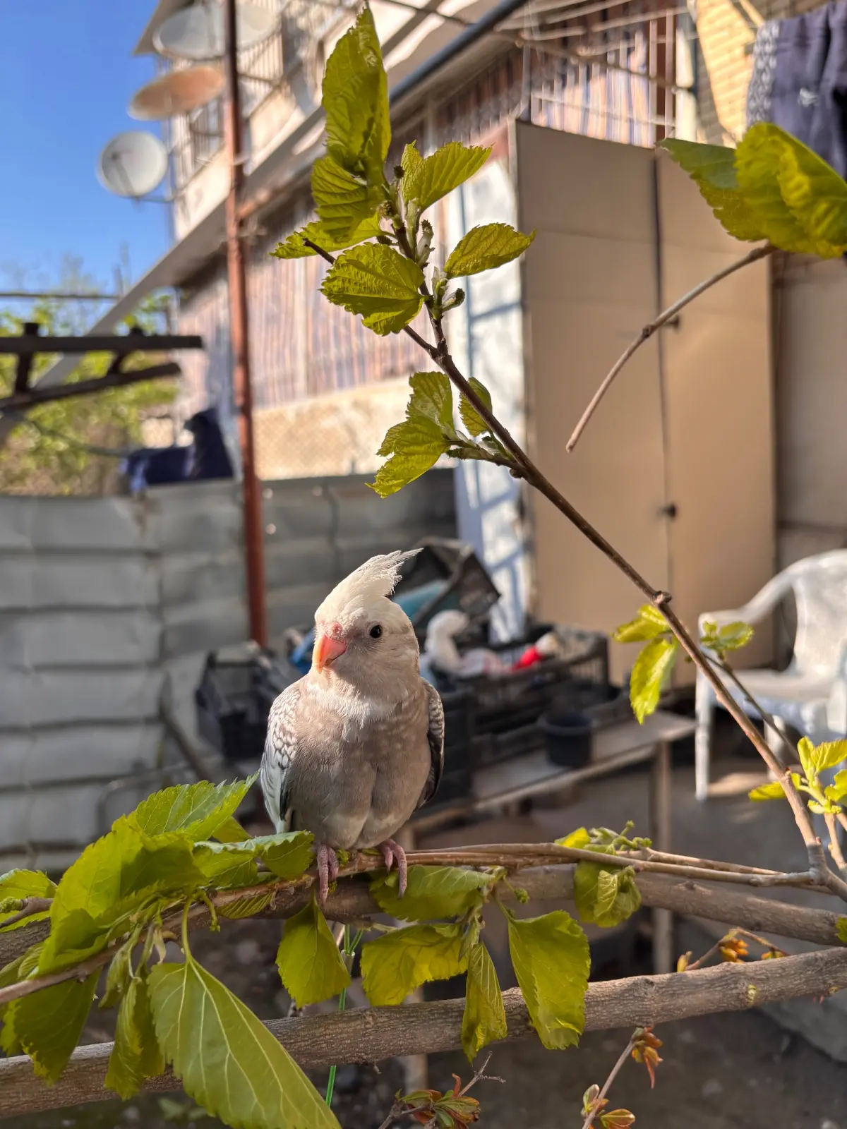 QUŞ — Heyvanlar, Quşlar, Balıqlar, Gəncə