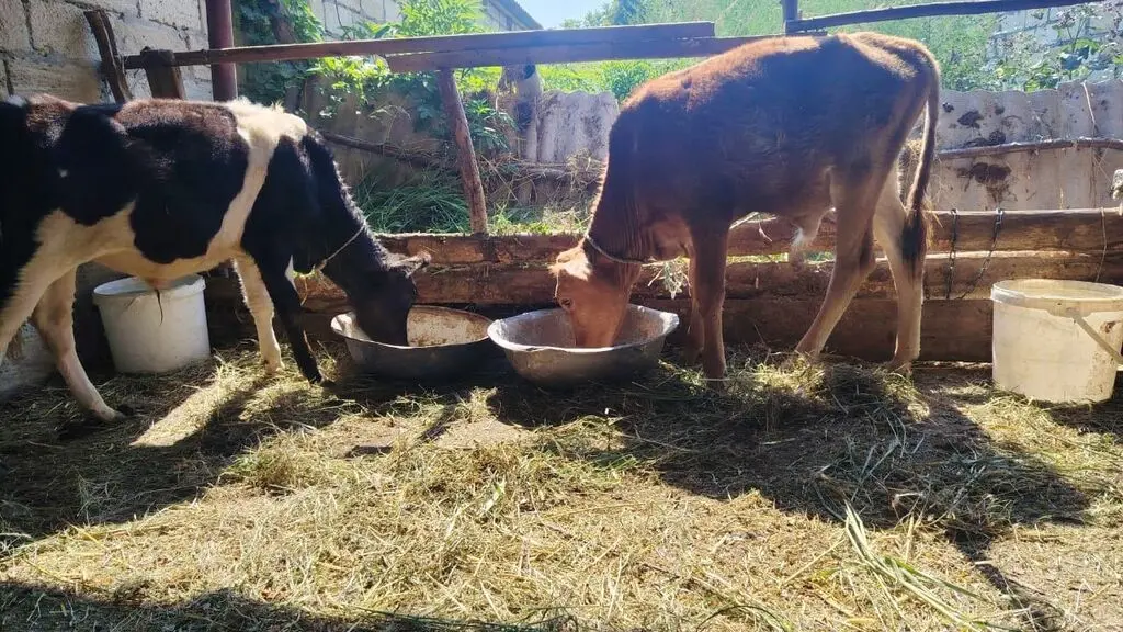 Danalar — Heyvanlar, Quşlar, Balıqlar, Xudat