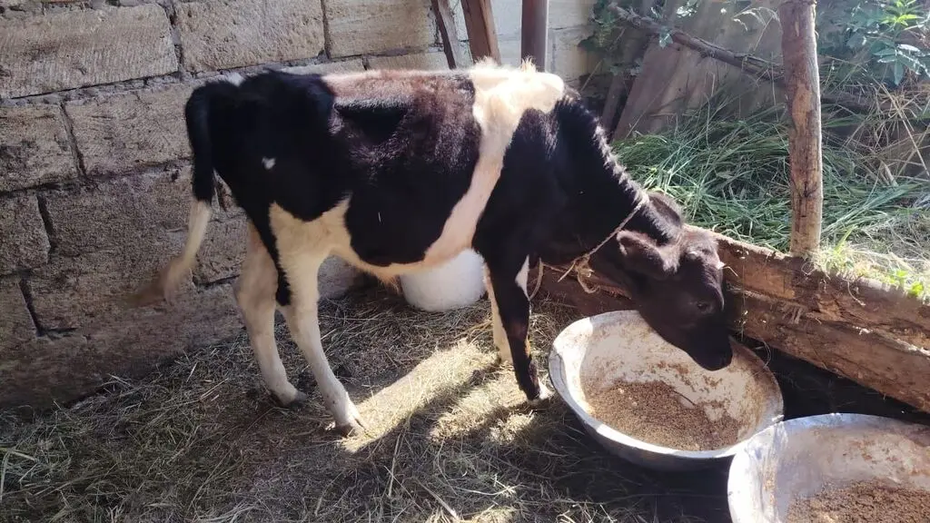 Danalar — Heyvanlar, Quşlar, Balıqlar, Xudat