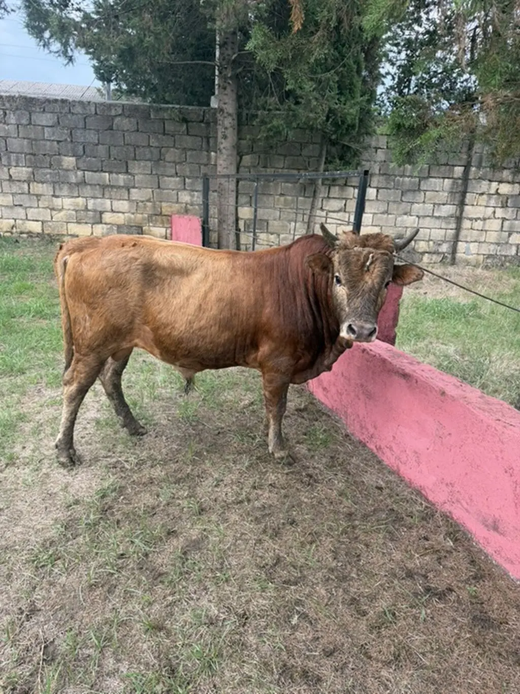 Dana — Heyvanlar, Quşlar, Balıqlar, Astara