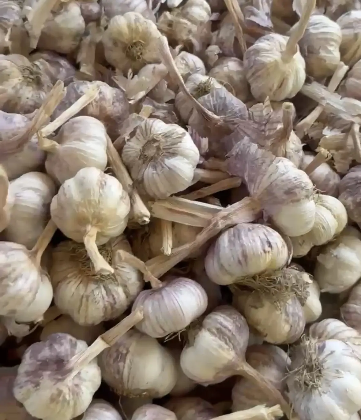 SARIMSAQ — Tərəvəzlər və Göyərtilər, Şabran