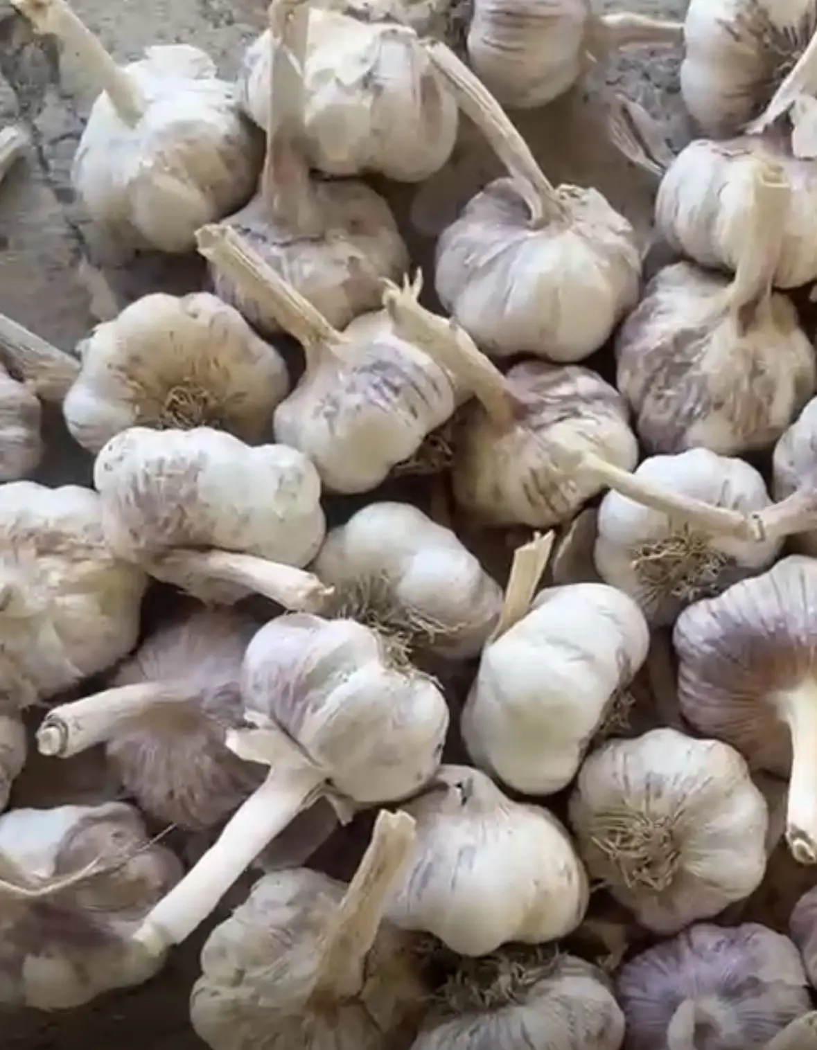SARIMSAQ — Tərəvəzlər və Göyərtilər, Şabran