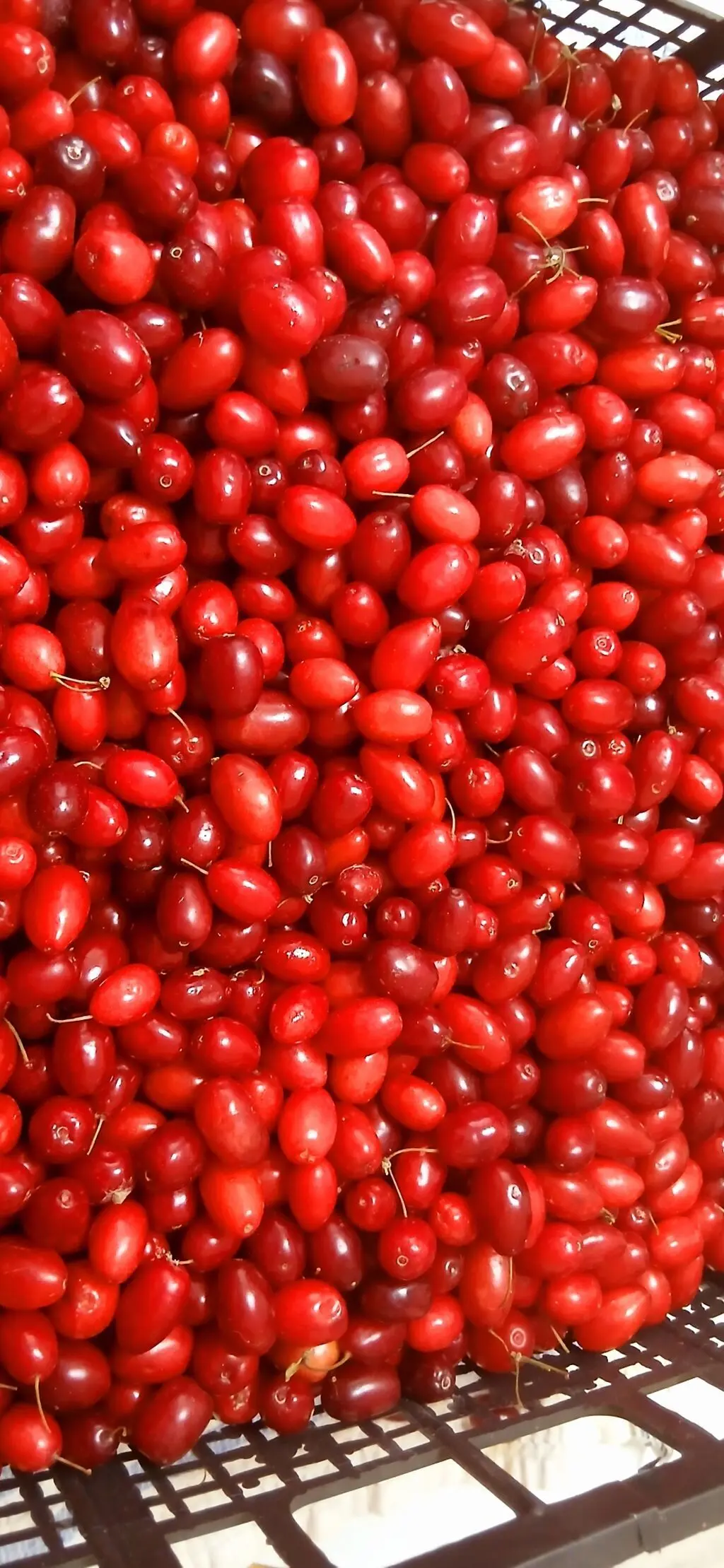 Zoğal mürəbbəsi — Emal Olunmuş K/t Məhsulları, Bakı