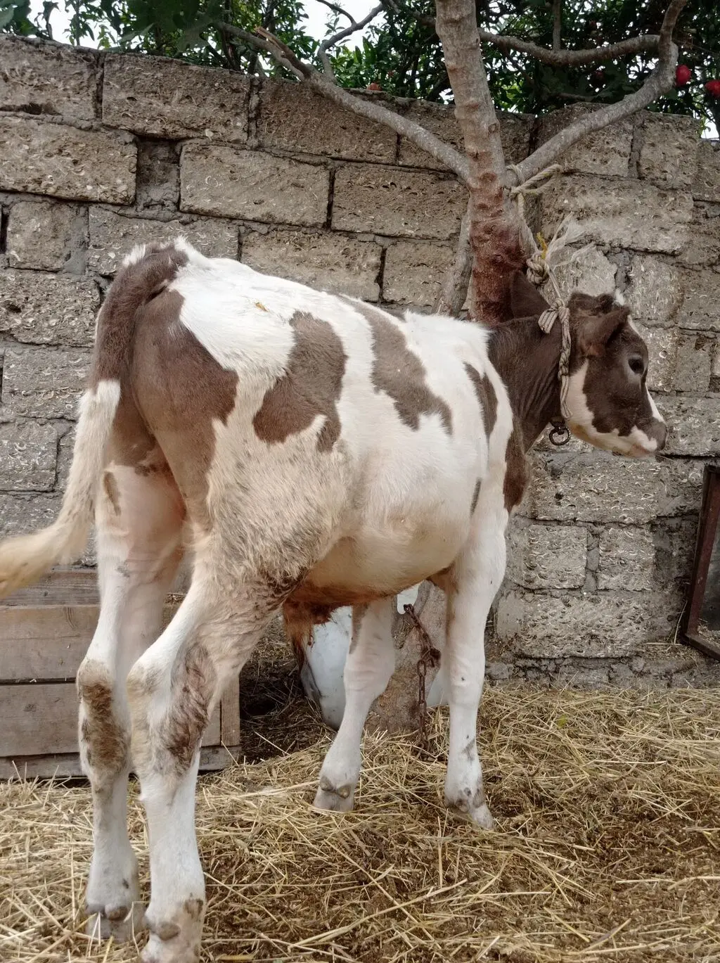 Danalar — Heyvanlar, Quşlar, Balıqlar, Bakı