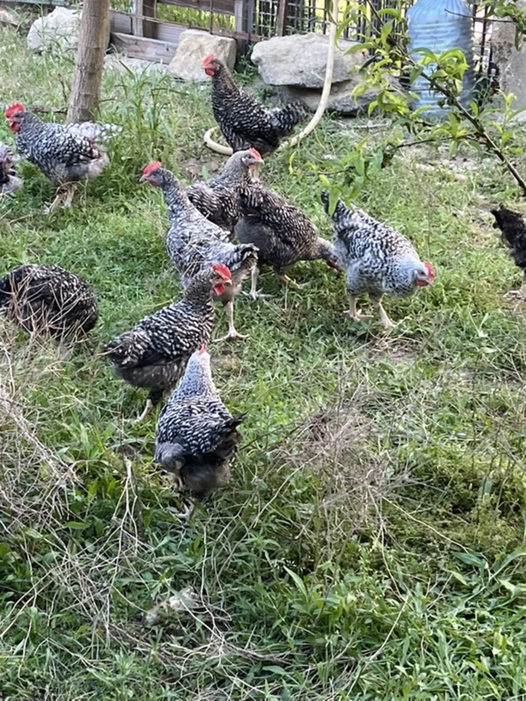 Toyuq — Heyvanlar, Quşlar, Balıqlar, Bakı