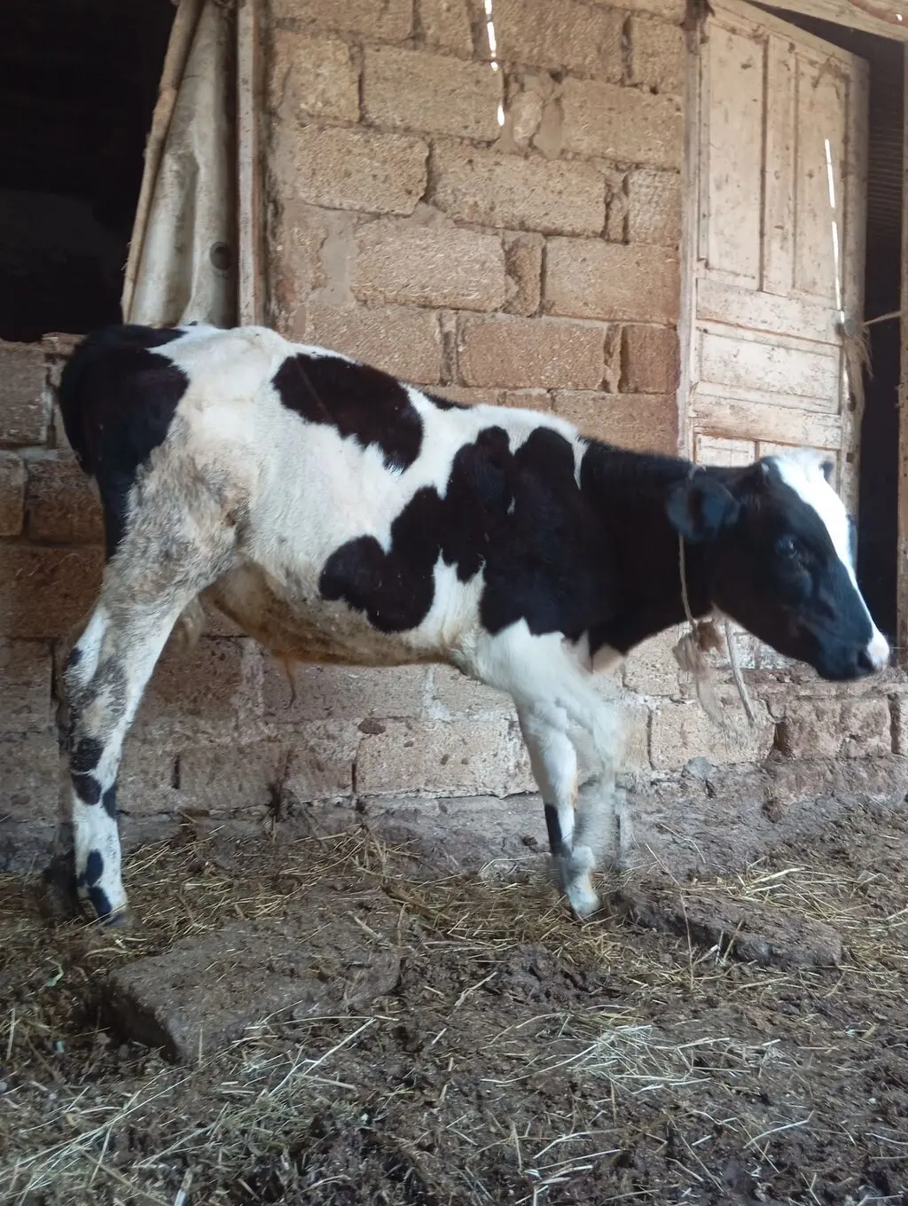 Dana — Heyvanlar, Quşlar, Balıqlar, Bakı