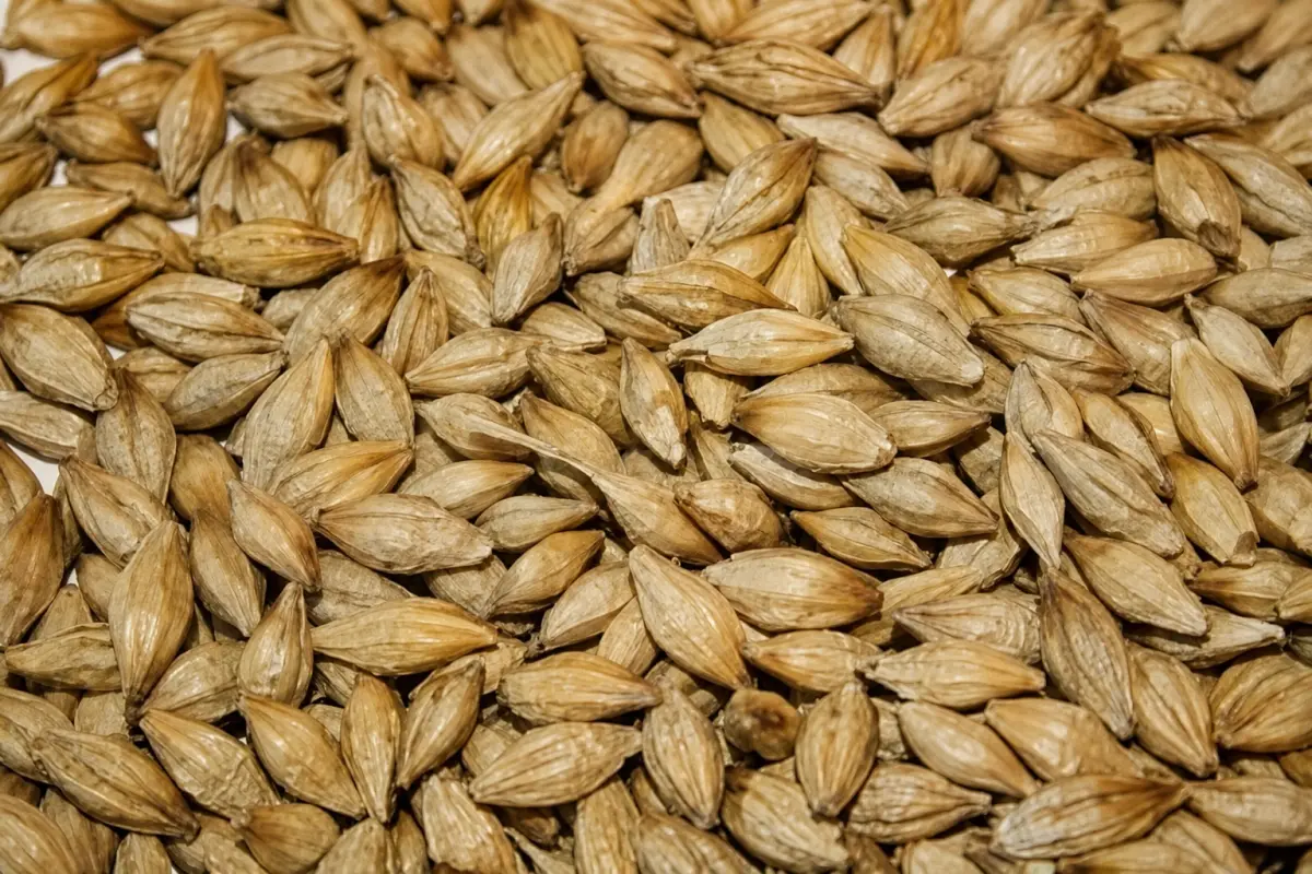 ARPA — Dənlilər, Otlar Yemlər,  Bitkilər, Sabirabad