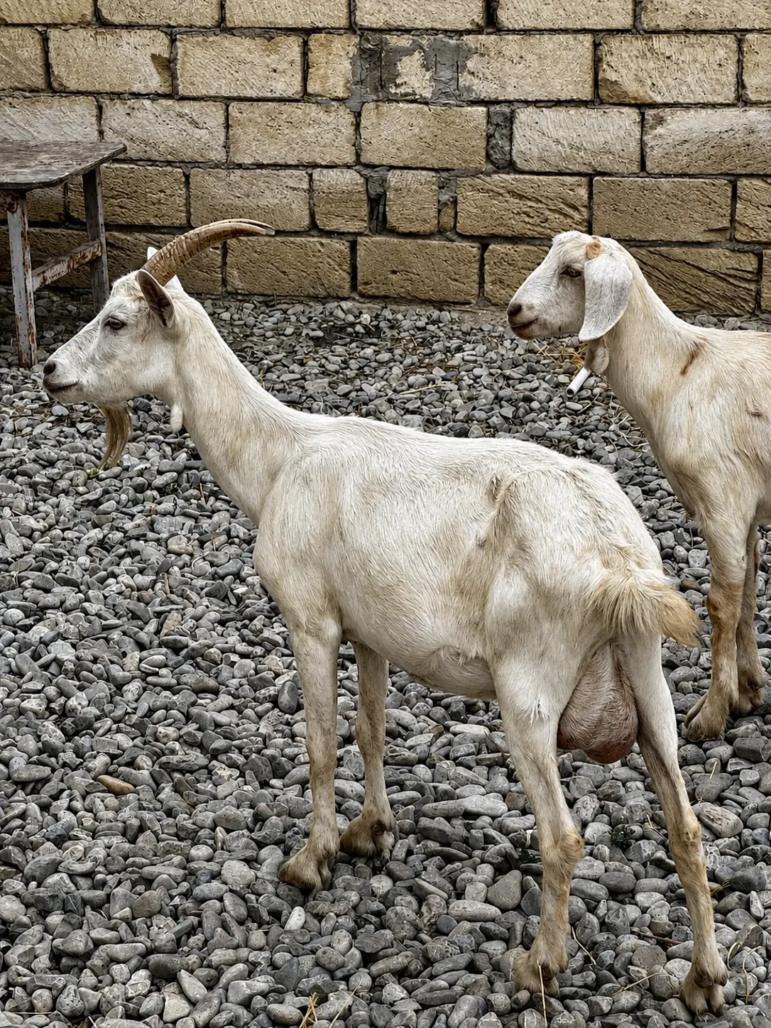 Keçilər — Heyvanlar, Quşlar, Balıqlar, Sumqayıt