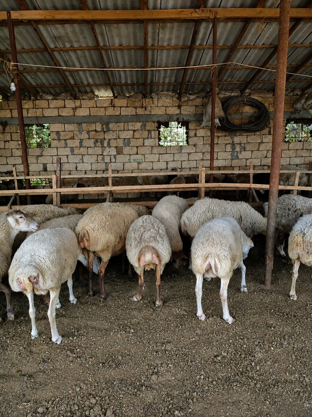 Qoyunlar — Heyvanlar, Quşlar, Balıqlar, İmişli