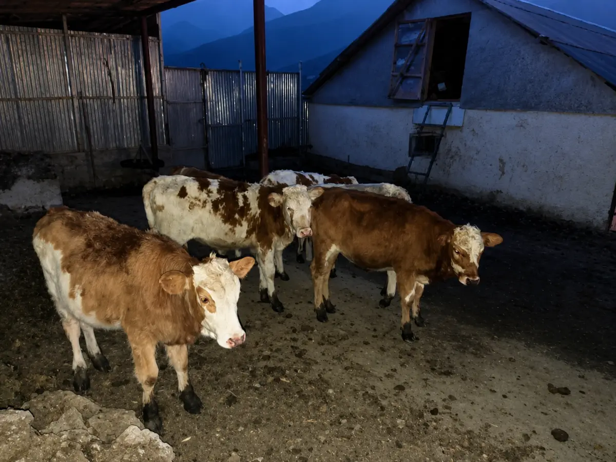 Danalar — Heyvanlar, Quşlar, Balıqlar, Quba