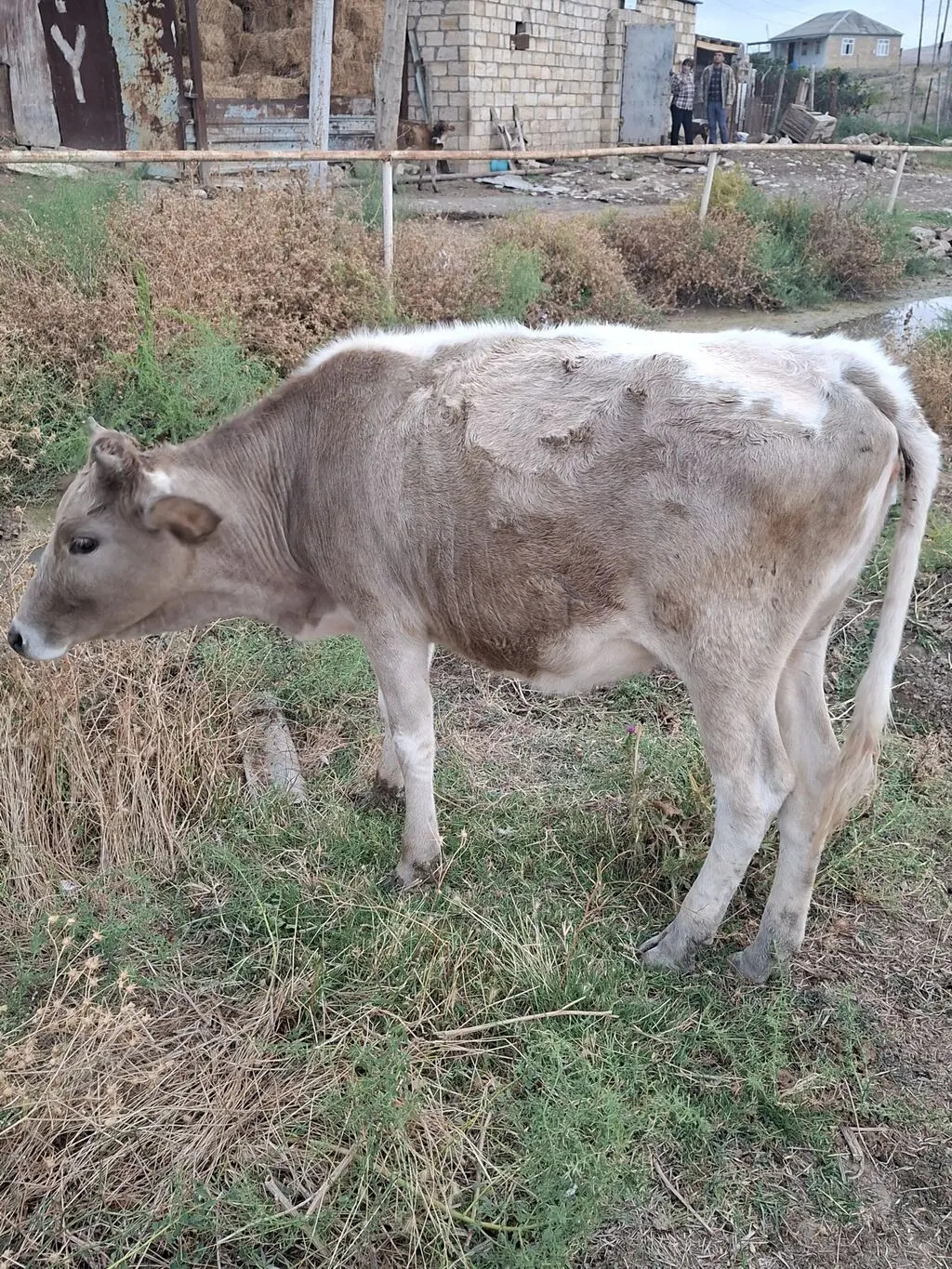 Düyə — Heyvanlar, Quşlar, Balıqlar, Bakı