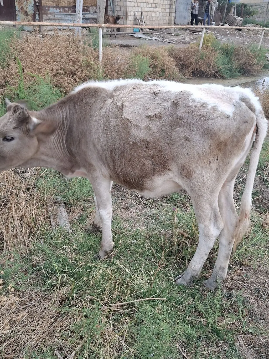 Düyə — Heyvanlar, Quşlar, Balıqlar, Bakı