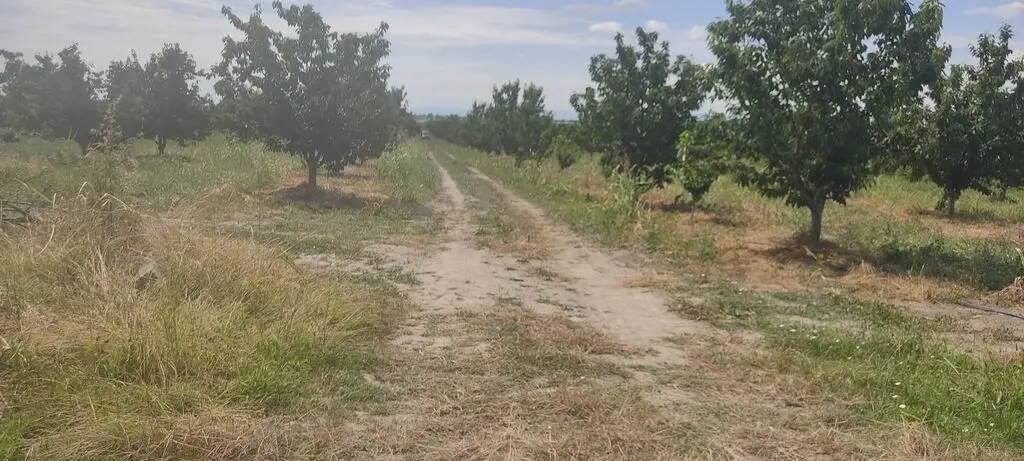 MEYVƏ BAĞI — Kənd Təsərrüfatı Əmlakı, Qusar