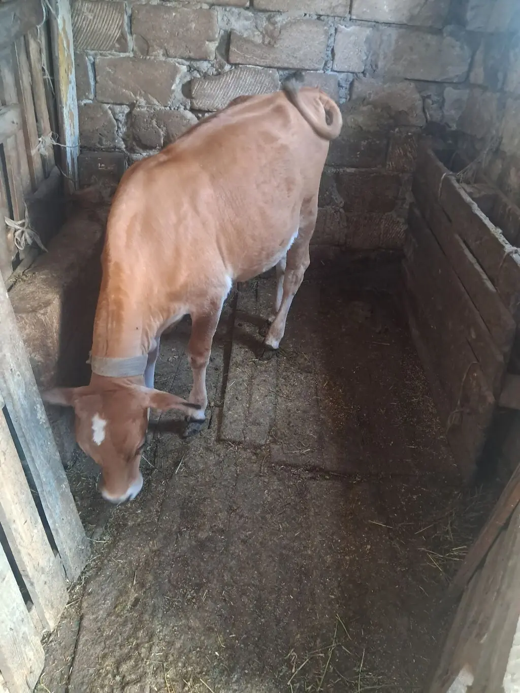 Dana — Heyvanlar, Quşlar, Balıqlar, Xırdalan