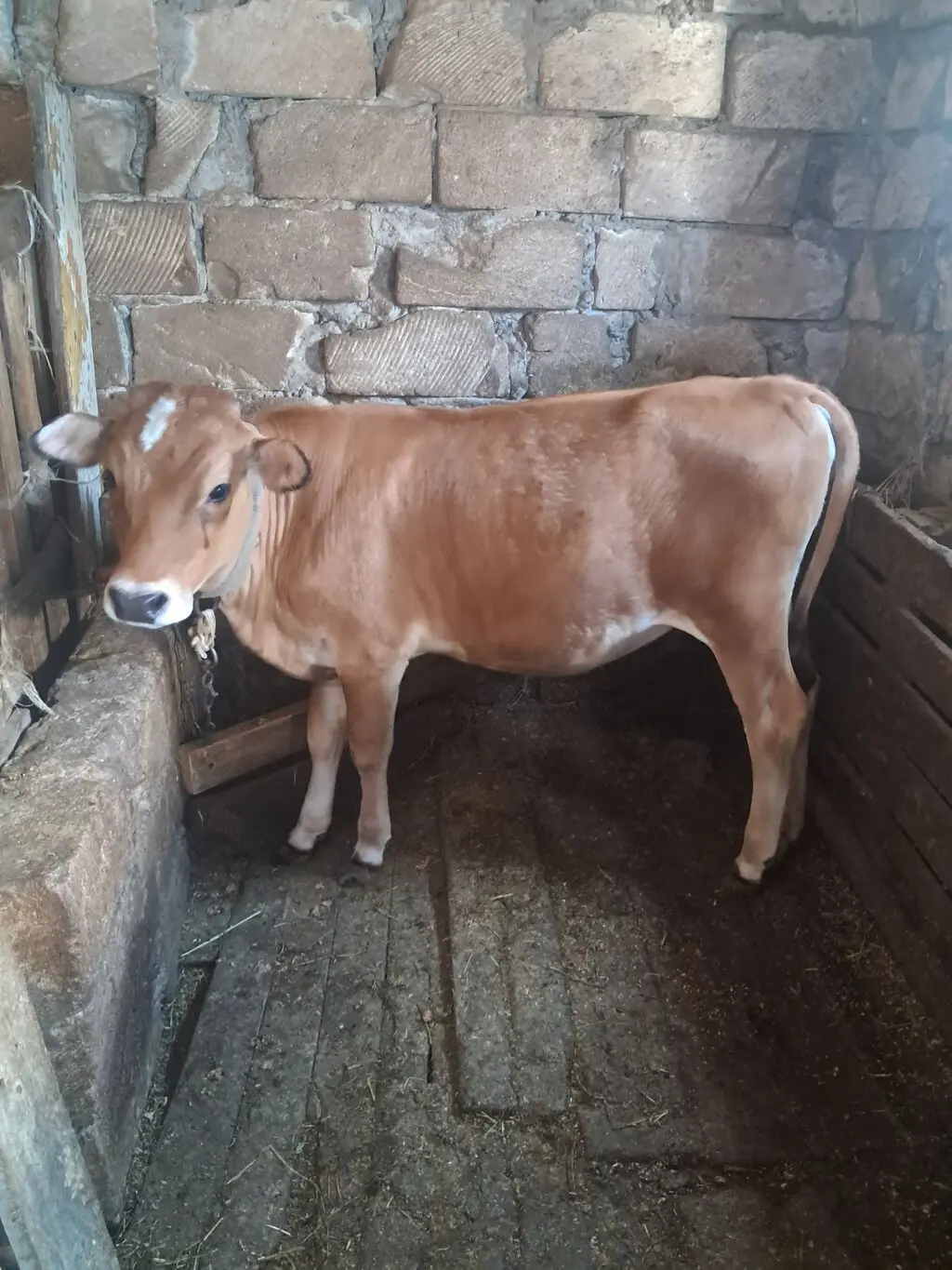 Dana — Heyvanlar, Quşlar, Balıqlar, Xırdalan