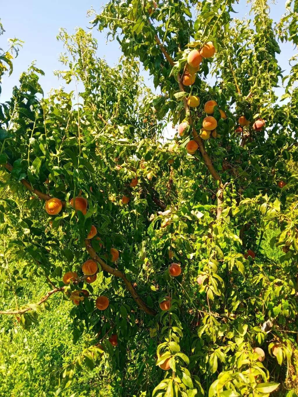 MEYVƏ BAĞI — Kənd Təsərrüfatı Əmlakı, Xaçmaz