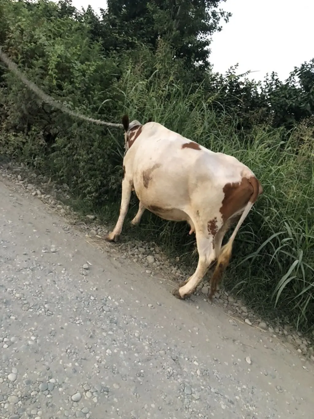 İnək — Heyvanlar, Quşlar, Balıqlar, Quba