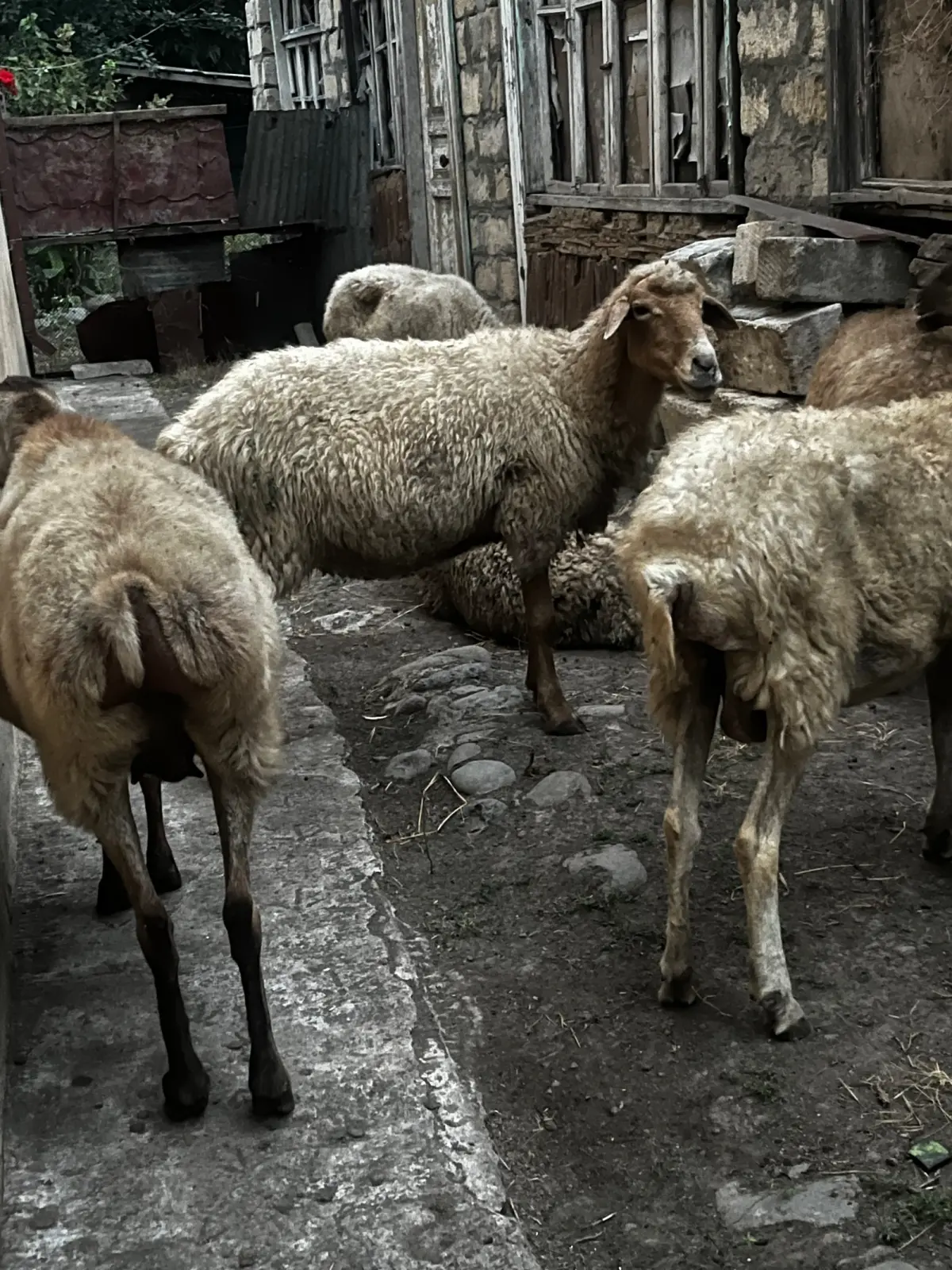 Qoyunlar — Heyvanlar, Quşlar, Balıqlar, Masallı