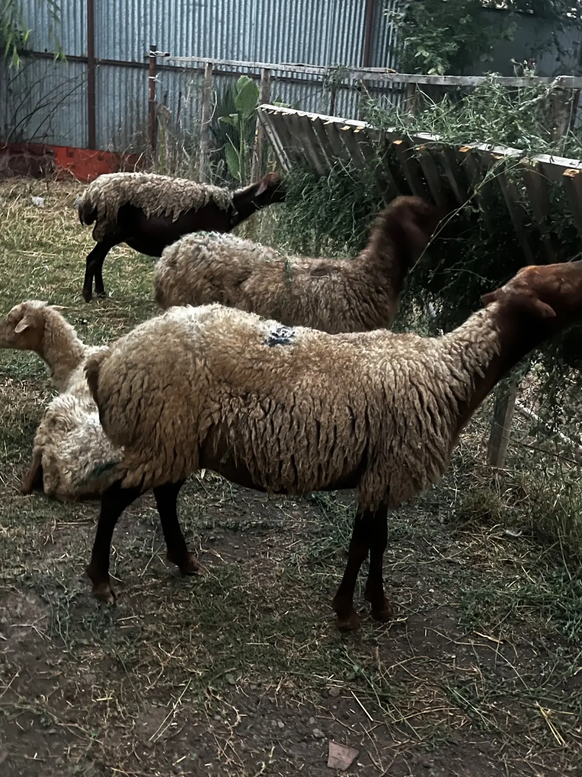 Qoyunlar — Heyvanlar, Quşlar, Balıqlar, Masallı