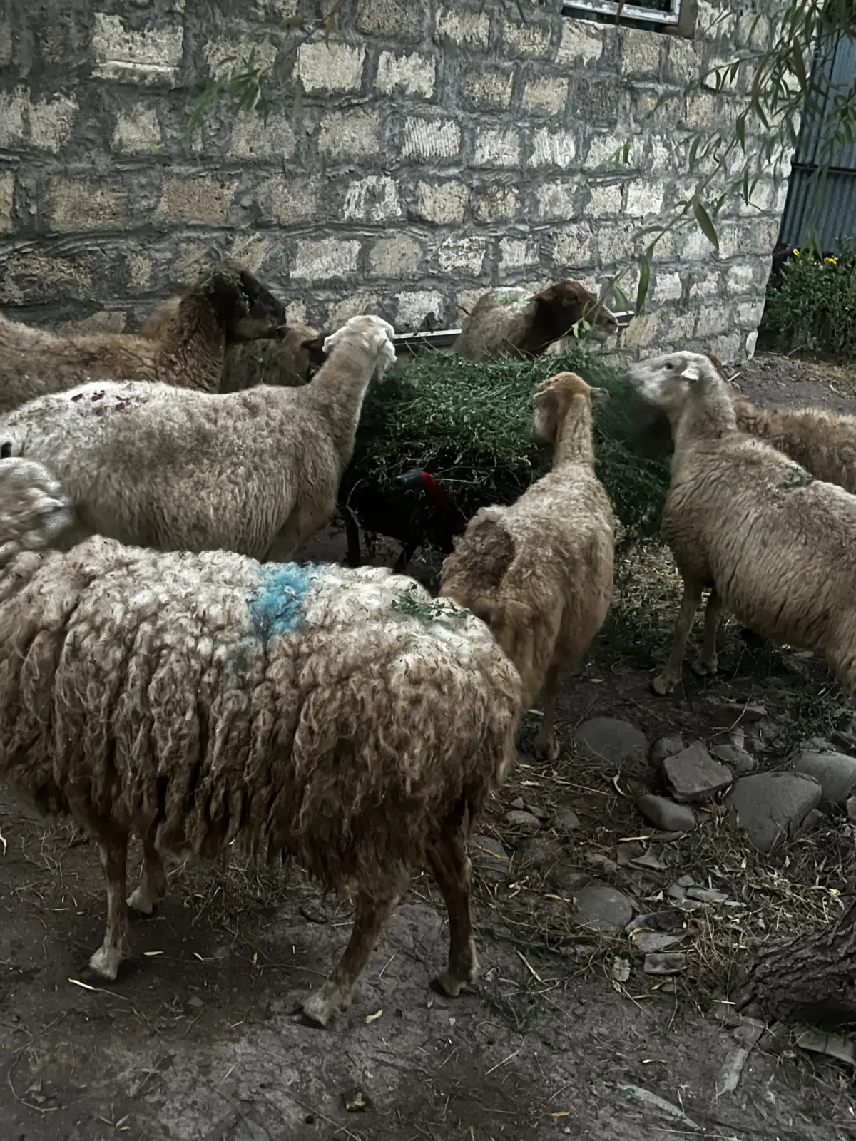 Qoyunlar — Heyvanlar, Quşlar, Balıqlar, Masallı