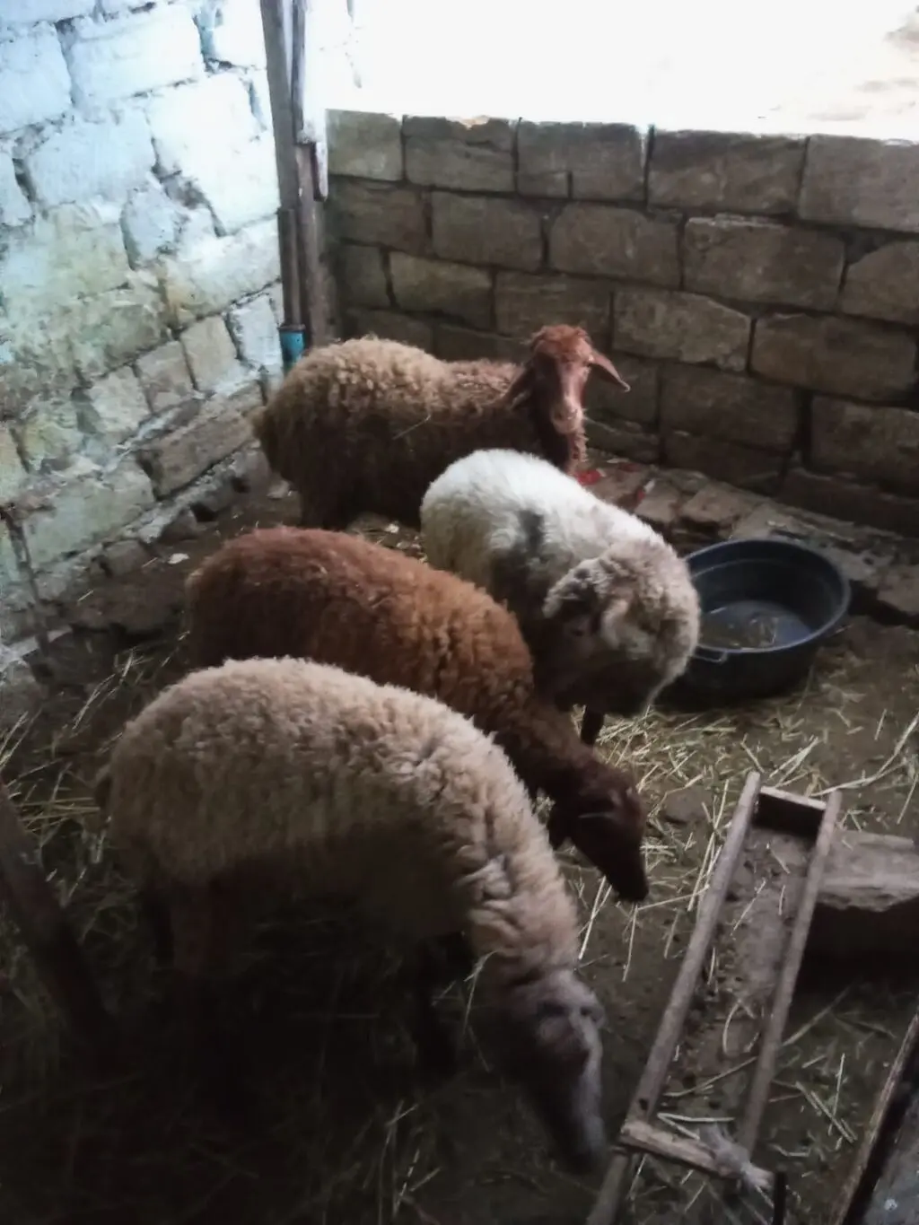 Quzular — Heyvanlar, Quşlar, Balıqlar, Xırdalan
