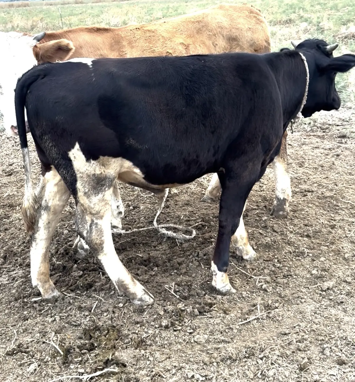 Dana — Heyvanlar, Quşlar, Balıqlar, Ağcabədi
