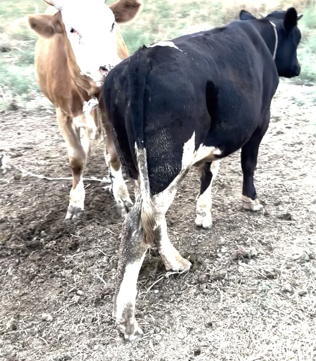 Dana — Heyvanlar, Quşlar, Balıqlar, Ağcabədi