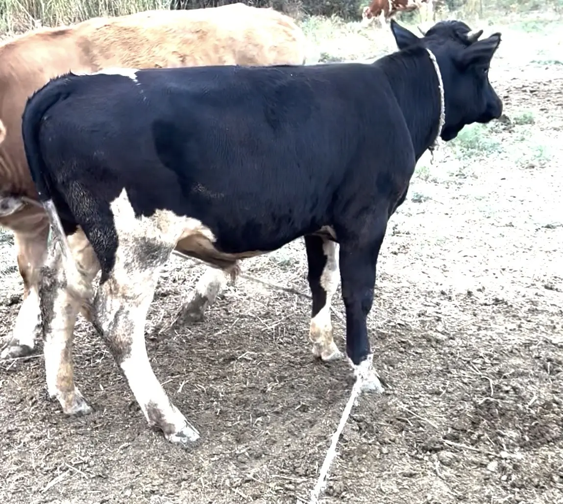 Dana — Heyvanlar, Quşlar, Balıqlar, Ağcabədi