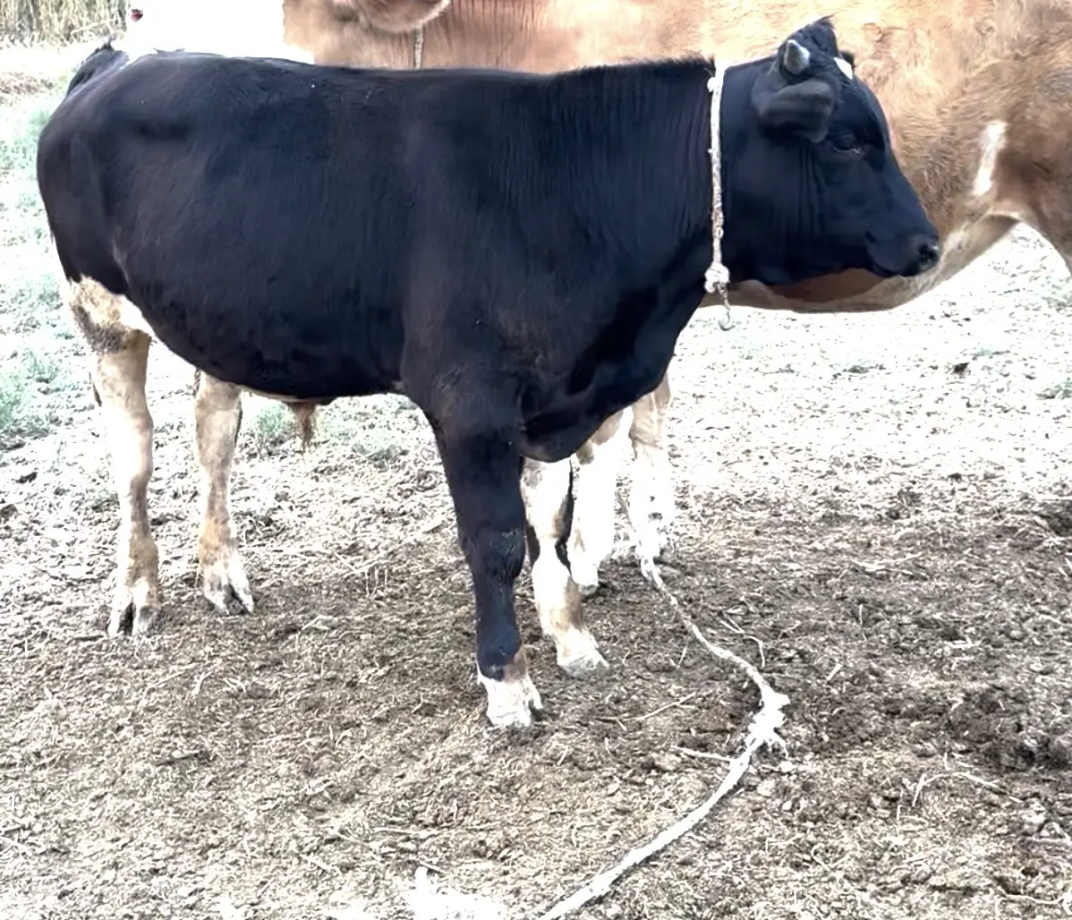 Dana — Heyvanlar, Quşlar, Balıqlar, Ağcabədi