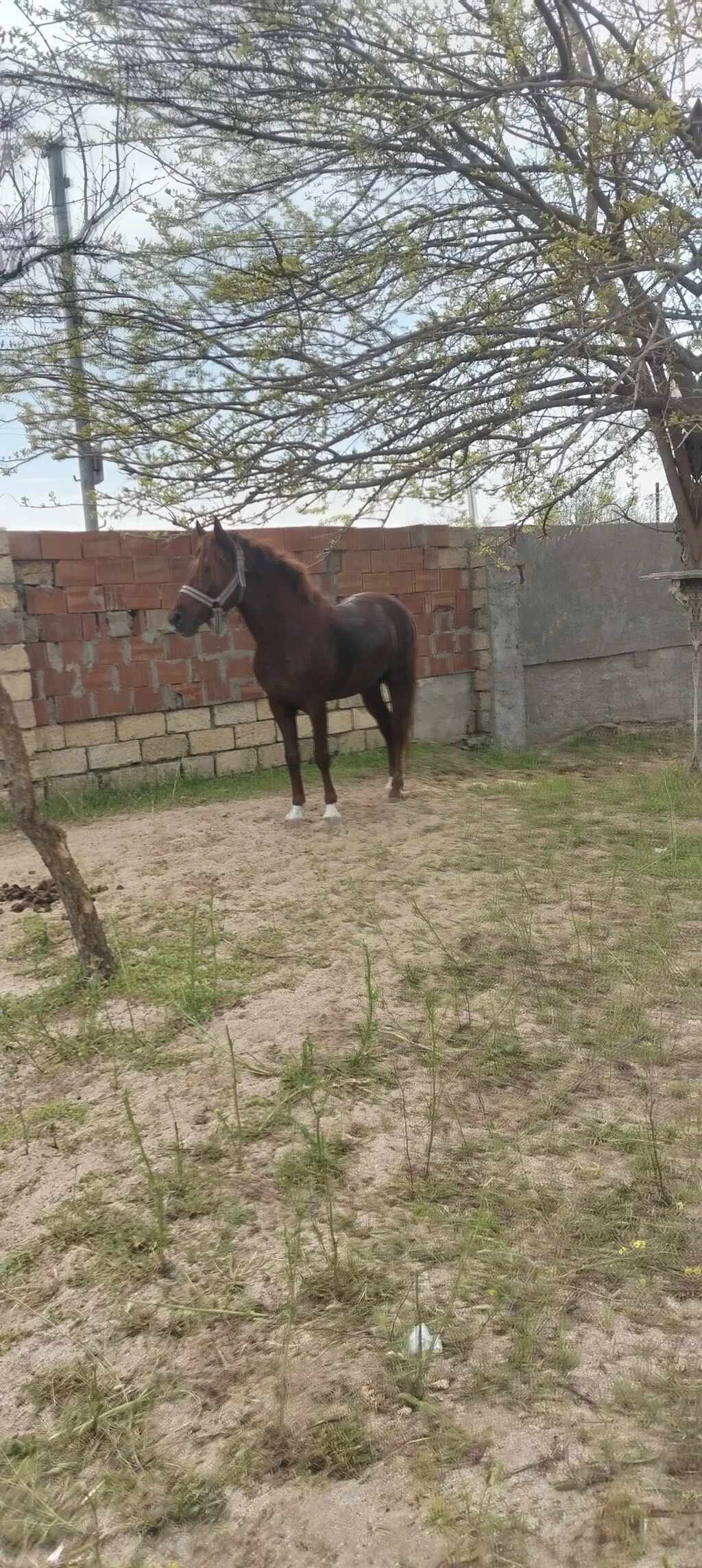 At — Heyvanlar, Quşlar, Balıqlar, Sumqayıt