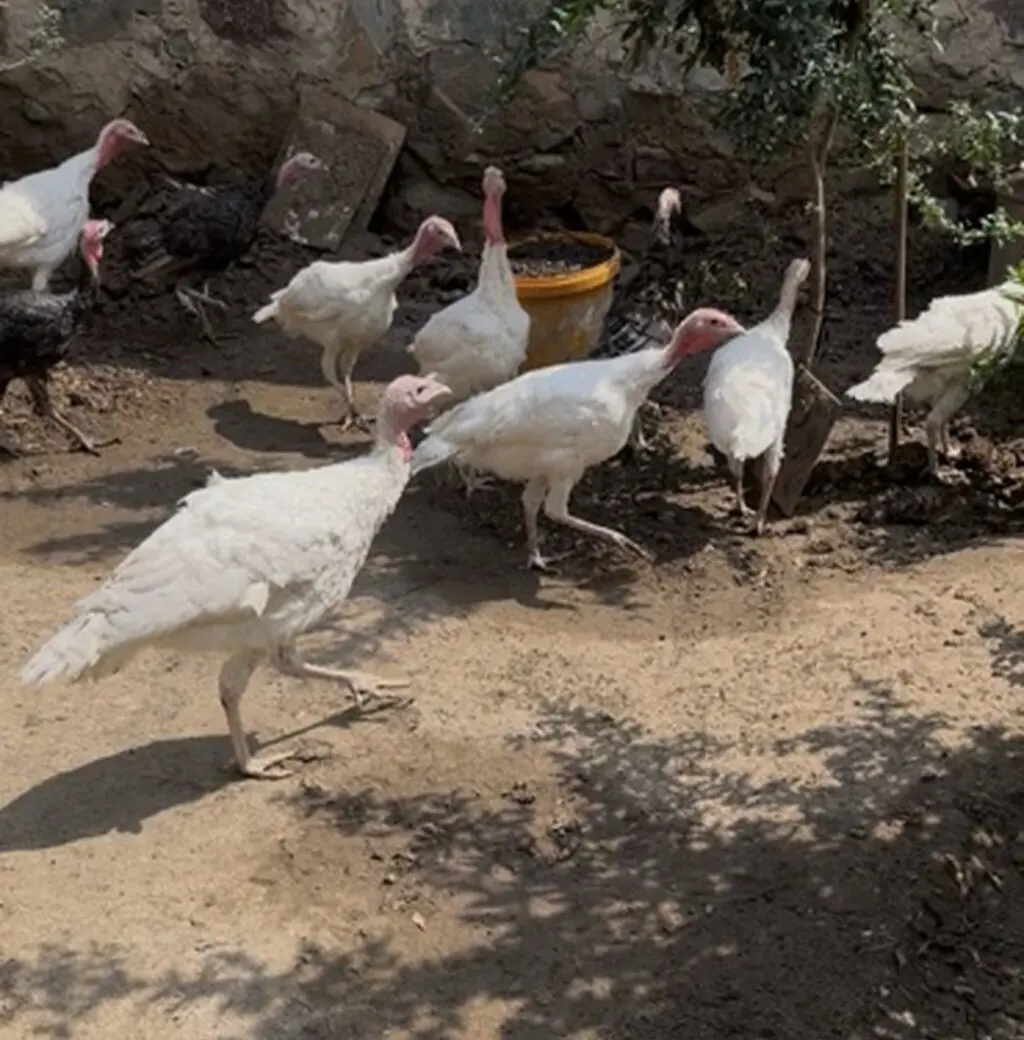 Hinduşkalar — Heyvanlar, Quşlar, Balıqlar, Gəncə