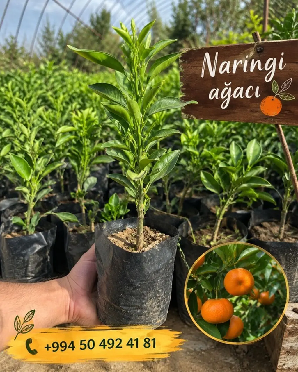Mandarin tingi — Dənlilər, Otlar Yemlər,  Bitkilər, Lənkəran
