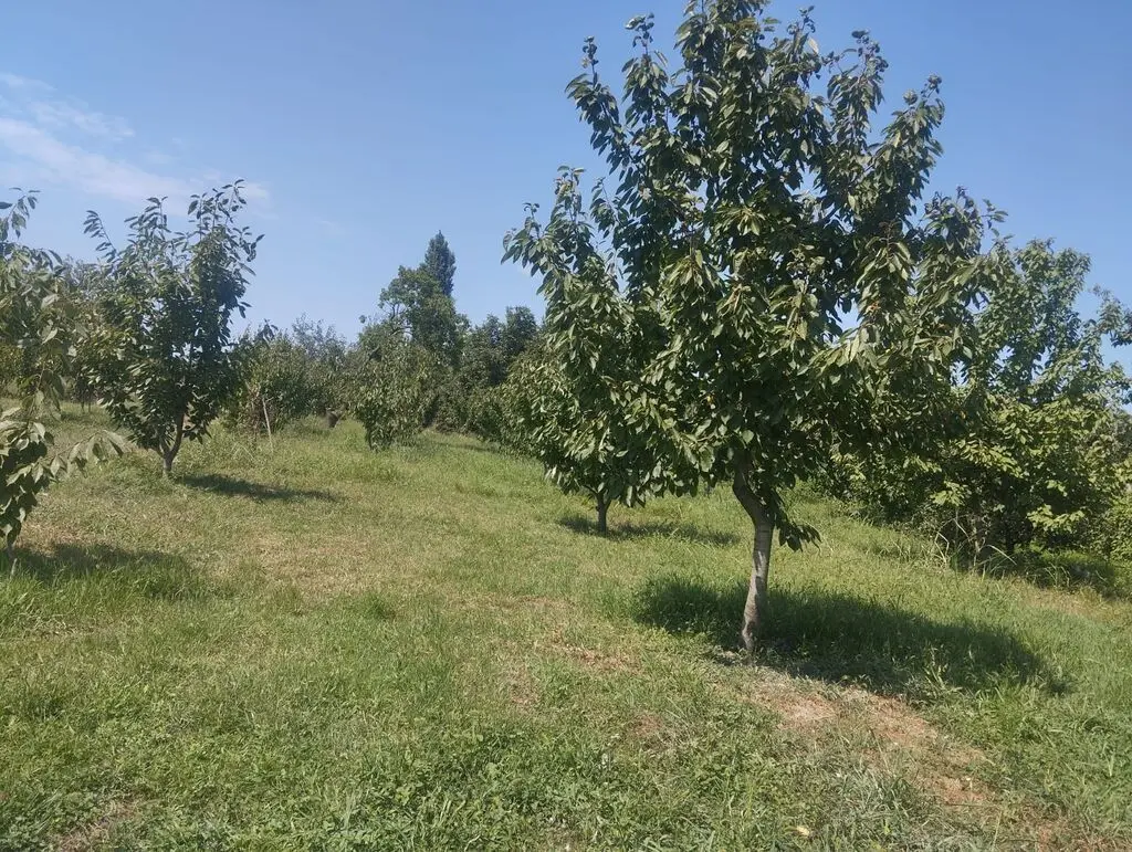 MEYVƏ BAĞI — Kənd Təsərrüfatı Əmlakı, Xaçmaz