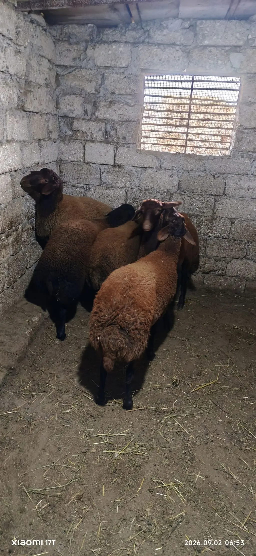 Quzular — Heyvanlar, Quşlar, Balıqlar, Bakı