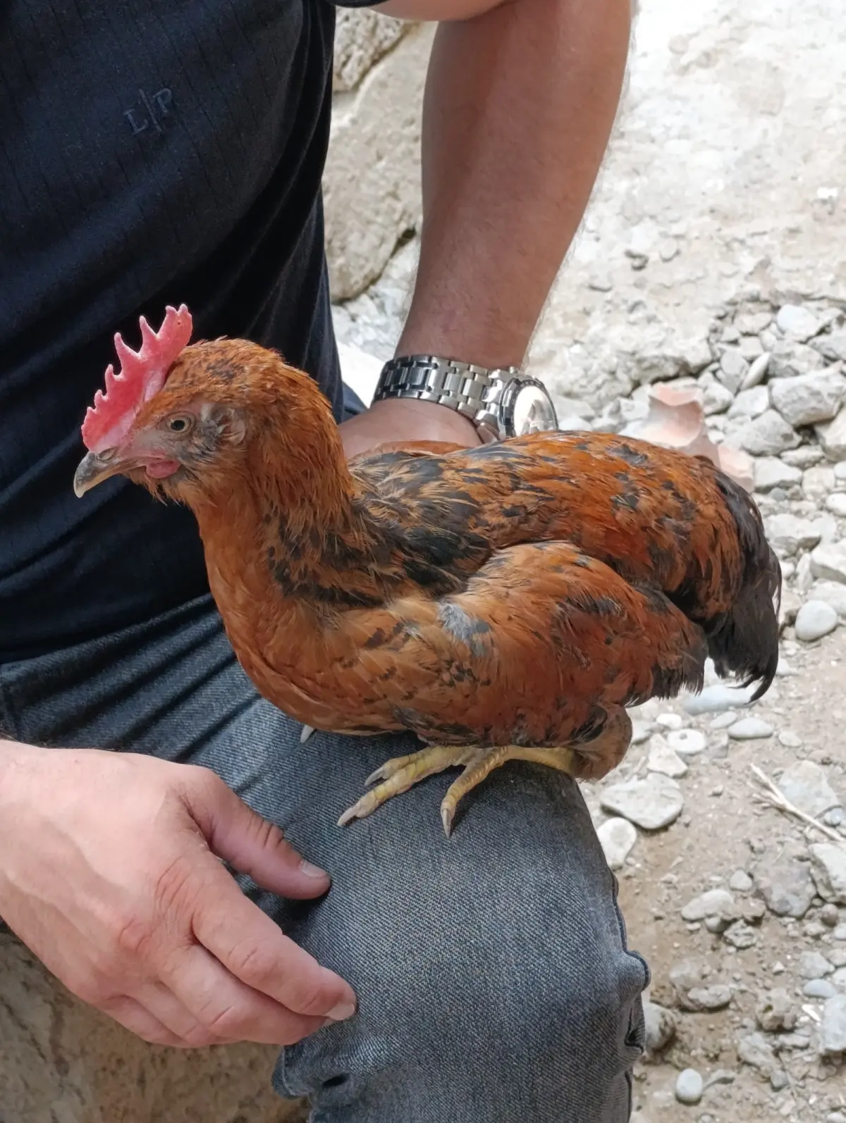 XORUZ — Heyvanlar, Quşlar, Balıqlar, Bakı