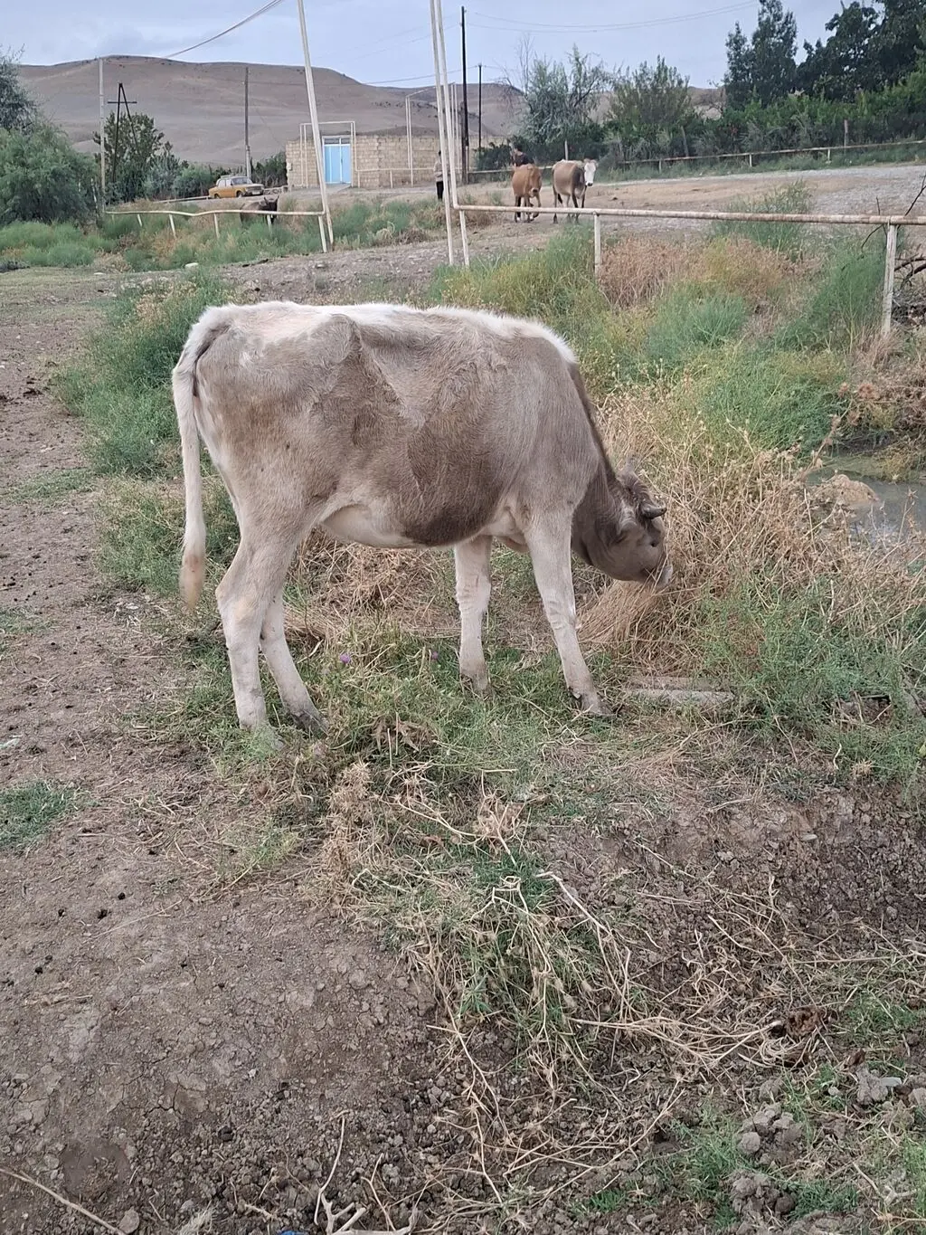 Dana — Heyvanlar, Quşlar, Balıqlar, Şamaxı