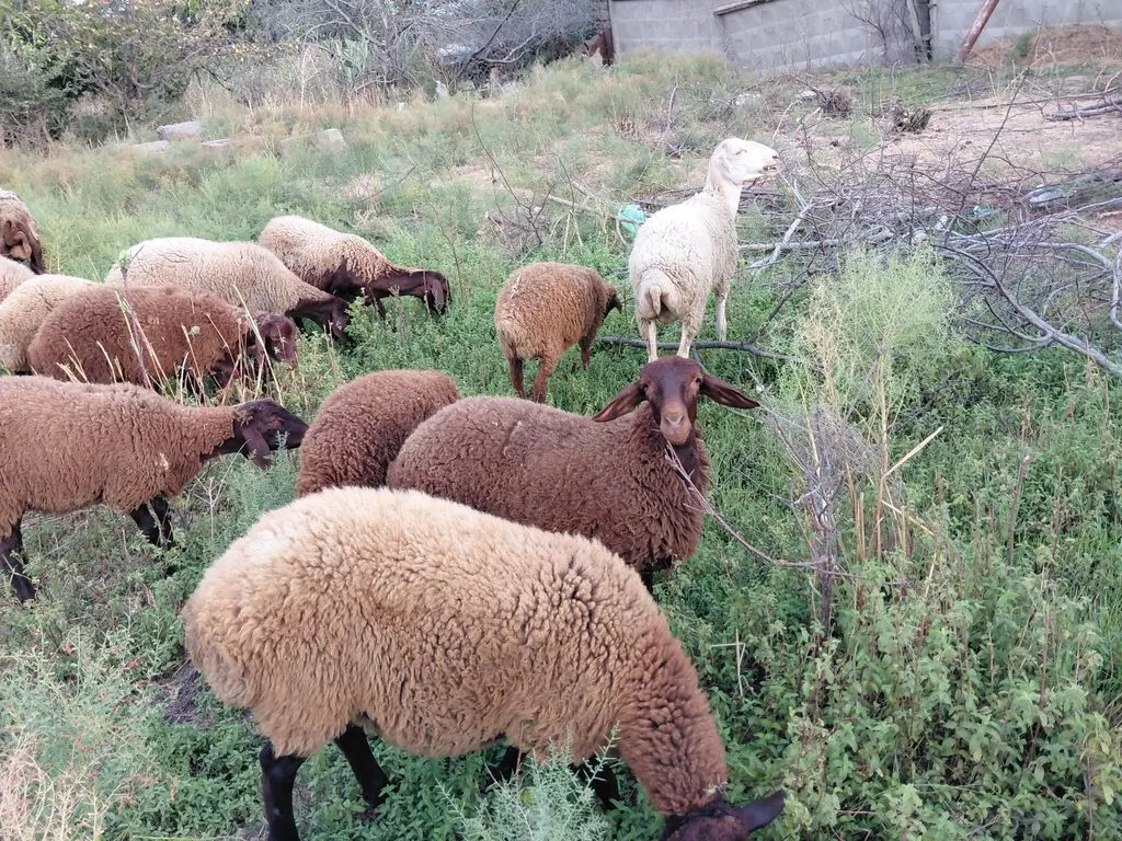 Qoyunlar — Heyvanlar, Quşlar, Balıqlar, Xırdalan