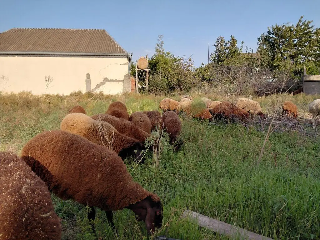 Qoyunlar — Heyvanlar, Quşlar, Balıqlar, Xırdalan