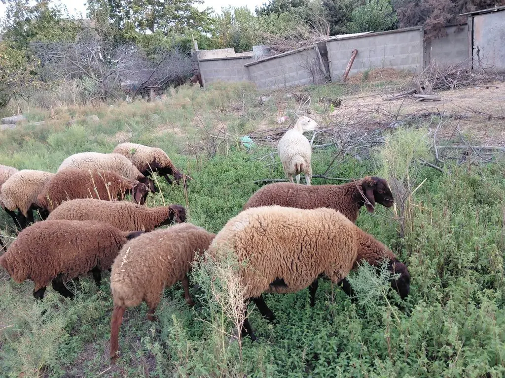 Qoyunlar — Heyvanlar, Quşlar, Balıqlar, Xırdalan
