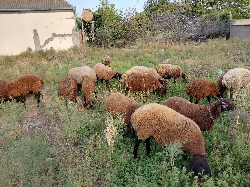 Qoyunlar — Heyvanlar, Quşlar, Balıqlar, Xırdalan